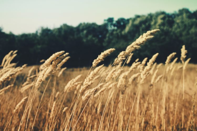 Cos'e' il grano arso e come si usa in cucina | Studio ...